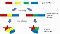 نقش Alternative Splicing در پیشرفت سرطان پروستات و مقاومت دارویی